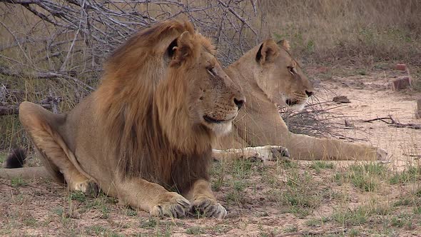 A male lion lays in front of a lioness, protecting and guarding her from other males.