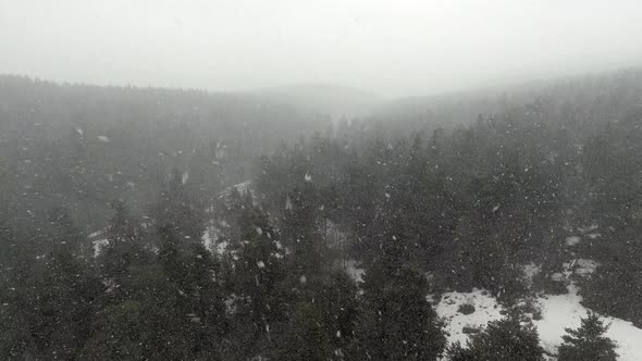 Snowstorm in Dark Forest