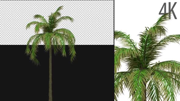 Queen Palm Tree alt