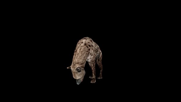 Hyena Eat Front View