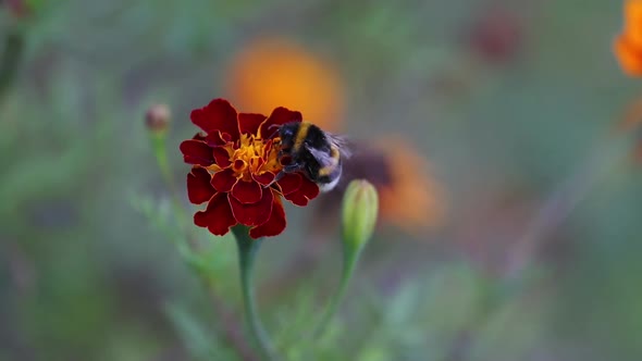Bumblebee on a Beautiful Autumn Flower