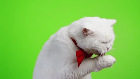 Close Portrait of White Furry Cat in Bowtie Washes Licks His Paw and Rubs Muzzle