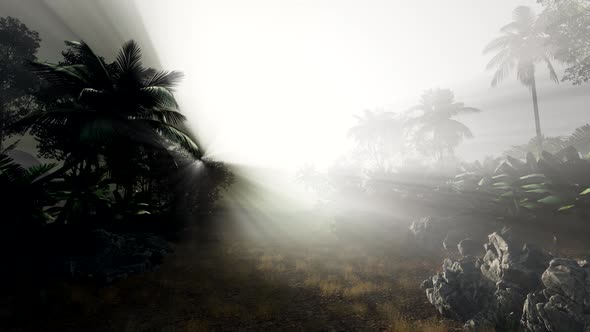 Sunset Beams Through Palm Trees