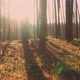 Sunbeams and Rays Through Tree - VideoHive Item for Sale