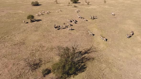 Aerial View Of African Wildlife