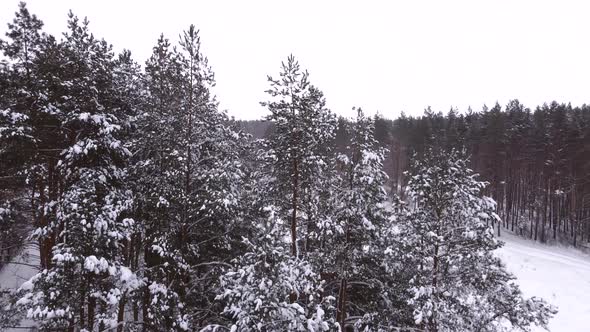 Drone Flying Up Pine Trees Covered in Snow
