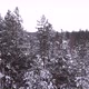 Drone Flying Up Pine Trees Covered in Snow - VideoHive Item for Sale