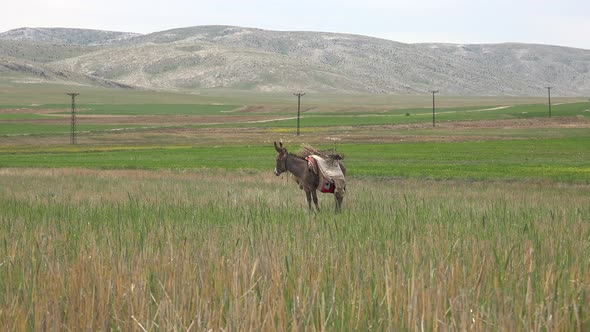 Donkey Walking and Grazing in Field