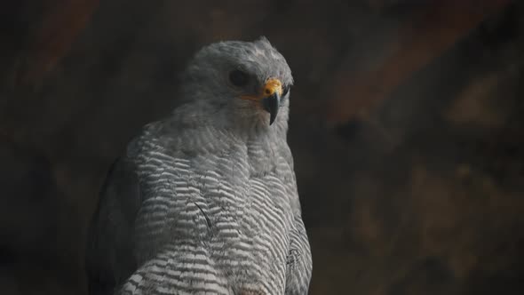 Portrait Of A Black-chested Buzzard-Eagle Against Blurry Background In South America. Closeup