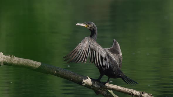 Cormorant stretch and dry large wings in warm sunlight glow by pond - full shot