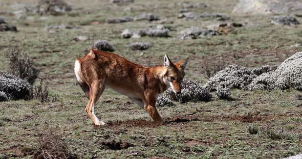 ethiopian wolf, Canis simensis, Ethiopia