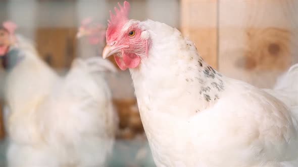 Sad White Chicken Poultry Behind the Cage Fence in Farm