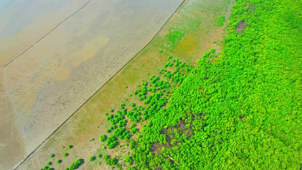 Aerial view from a drone flying over a mangrove forest at low tide