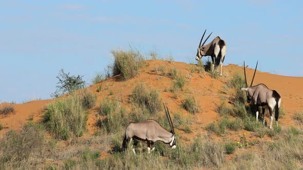 Gemsbok Antelopes On A Red Sand Dune