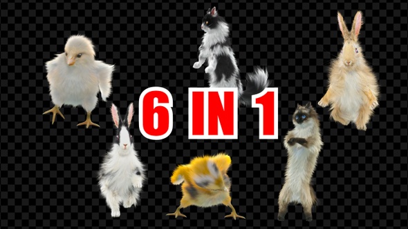 Chick Cat Rabbit Dancing 6 Pack