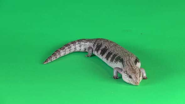 Blue-tongued Lizard Showing His Blue Tongue Isolated on a Green Background Screen, Close Up