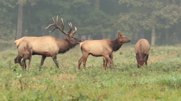 Large Bull Elk Rounding Up Cows Video Clip in 4k