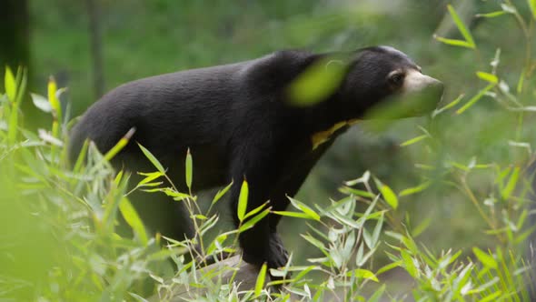 sun bear through the jungle leaves