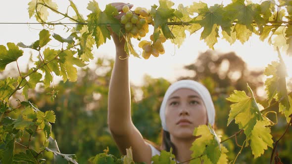 Young Woman in Apron Picking Grape Bunches and Putting Them Into a Box Harvesting Concept Close Up