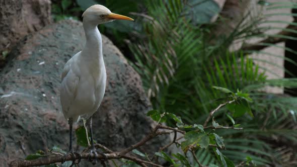 The cattle egret (Bubulcus ibis) bird, a cosmopolitan species of heron