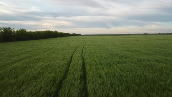 Aerial View on Green Wheat Field in Countryside