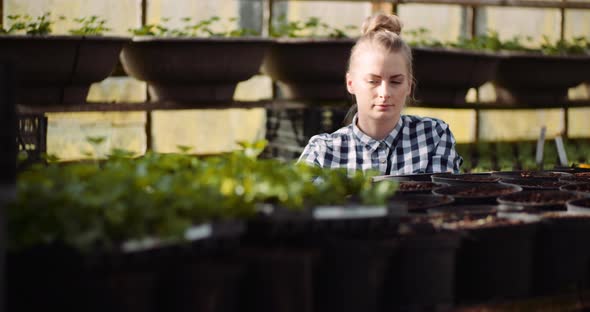 Agriculture - Female Gardener Working with Flowers Seedlings in Greenhouse