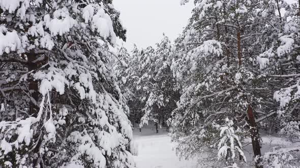 The Winter Forest Field in Cloudy Weather Field