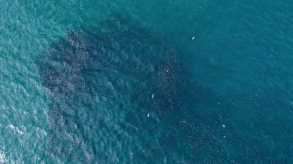 Aerial - Top-down of giant flock of cormorants floating on ocean surface, seagulls flying around