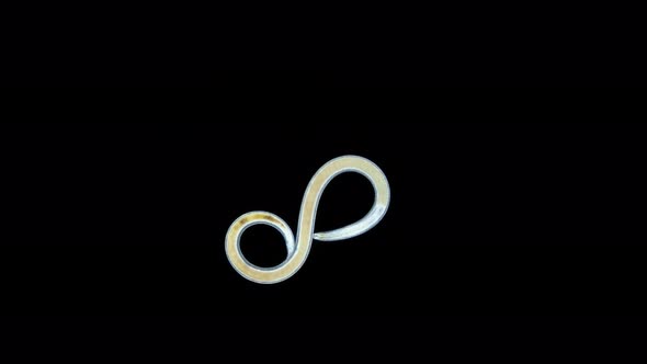 Worm Nematoda Under Microscope Phylum Protostomia Freeliving Nematodes Inhabit Soil Freshwater and