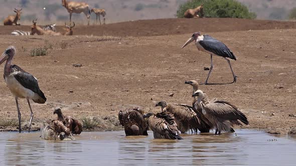 African white-backed vulture, gyps africanus, Group standing in Water, having Bath, Marabou Stork