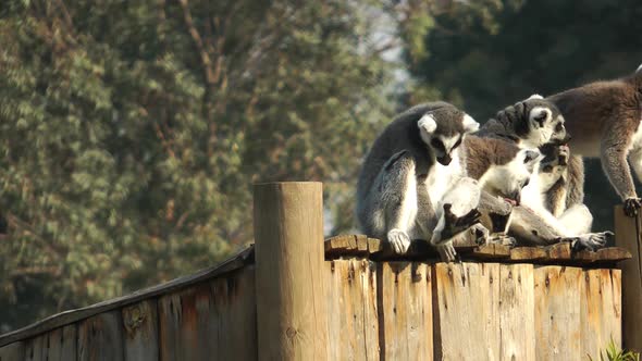 Lemur Resting 1