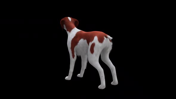 Brittany Dog  Bark Back Side View alt