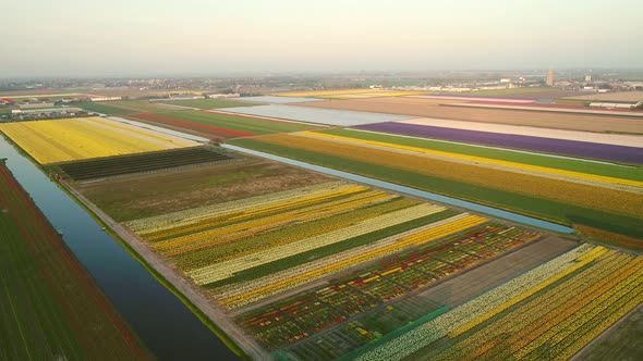 Aerial view of colorful blossoming fields of tulips in Lisse, Netherlands.