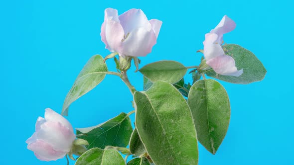 Quince Blossom Timelapse on Mint