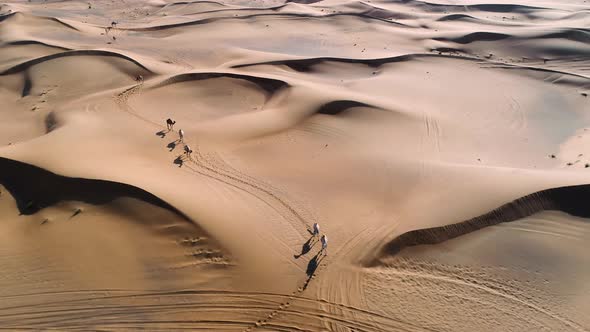 Aerial view of camels wandering together at a desert landscape, U.A.E.