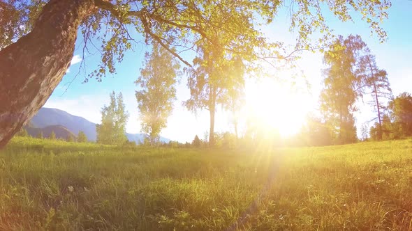 Sunny Rural Meadow at Mountain Landscape with Green Grass, Trees and Sun Rays. Diagonal Movement on