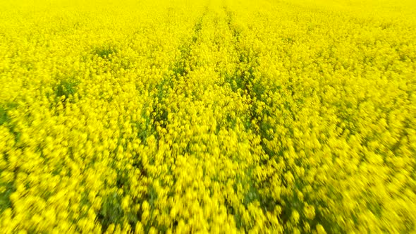 Yellow Canola Field Aerial Drone View