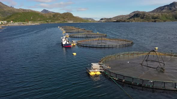 Farm Salmon Fishing in Norway