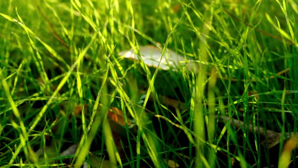 Autumn leaf on green grass, macro closeup. Close-up of a fallen autumn maple leaf on a green grass