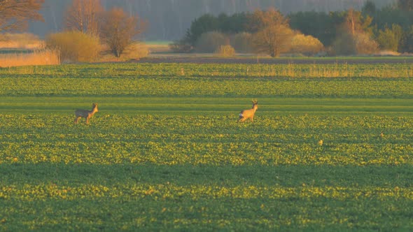 Two European roe deer (Capreolus capreolus) eating on a rapeseed field in the evening, golden hour,