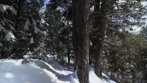 Hiking through forest during winter through the snow