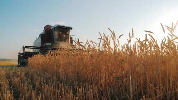 Wheat Harvest Concept