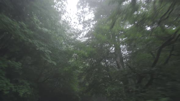 Foggy, enchanted forest road.