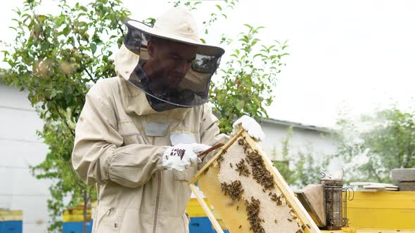 Beekeeper on an Apiary Beekeeper is Working with Bees and Beehives on the Apiary Beekeeping or