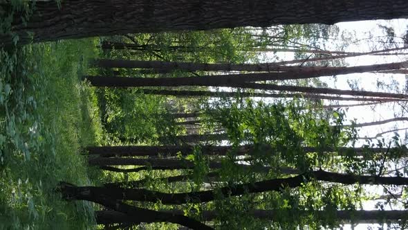 Vertical Video Aerial View Inside a Green Forest with Trees in Summer