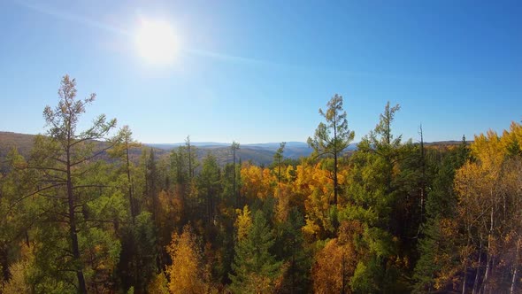 Flight Through the Trees in the Autumn Forest in Sunny Day