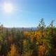 Flight Through the Trees in the Autumn Forest in Sunny Day - VideoHive Item for Sale