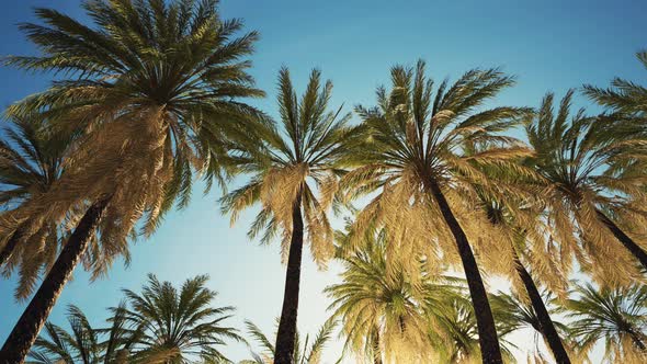 Palm Trees at Santa Monica Beach