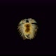 The Larva of the Polychaeta Worm Under the Microscope, at the Nektohet Stage, of the Spionidae - VideoHive Item for Sale