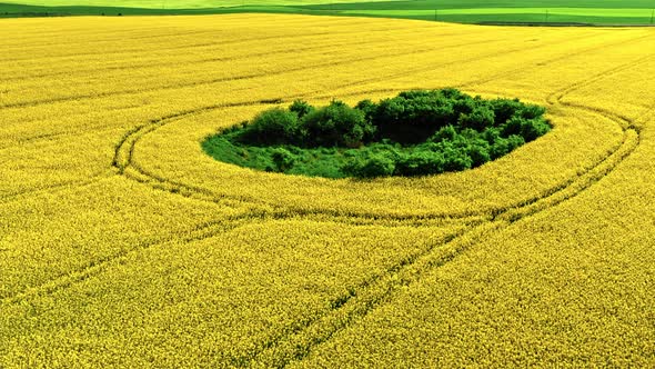 Amazing yellow raps flowers in Poland countryside.